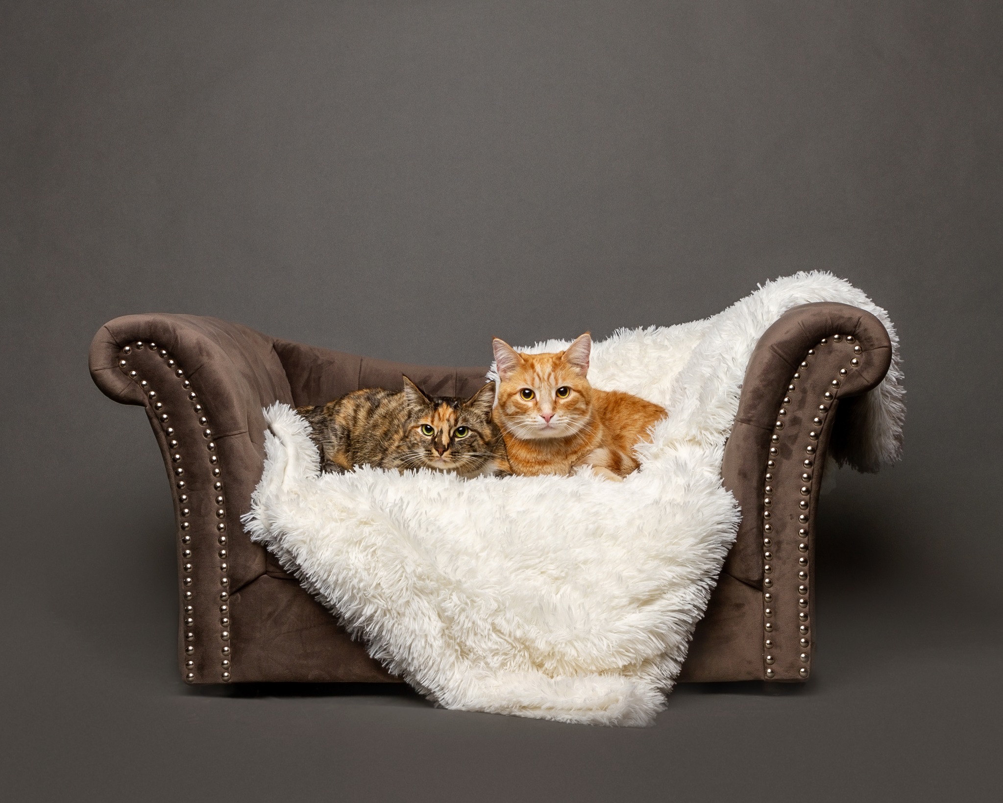Two cats resting together on a cozy cream blanket